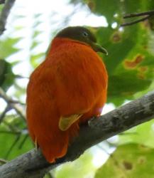 Orange fruit-dove